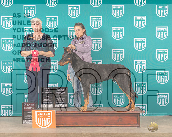 Beauceron #498 Sat TDG2 Judge -_MJ_4212e_UKCBelton2022-HR3
