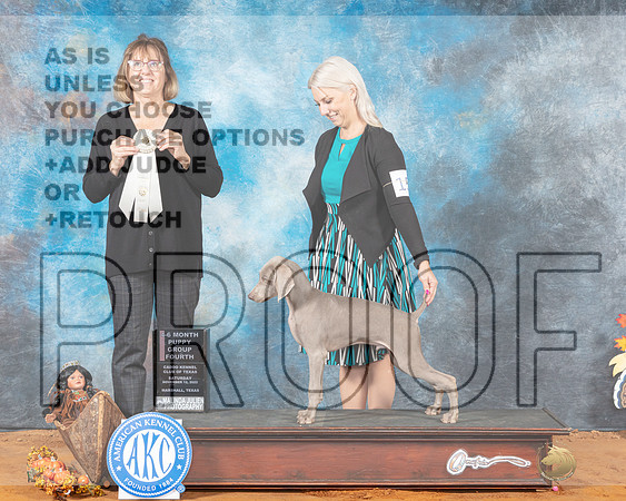 Weimaraner #9 Sat BPupG4 Judge Grace Fritz-_MJ_1732eMarshall2022-HR3