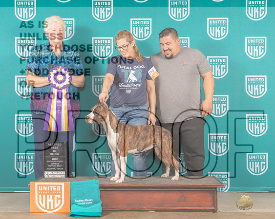 American Pit Bull Terrier #270 Sun ABIS Judge Karen Cattin-_MJ_4239_UKCBelton2022-HR3