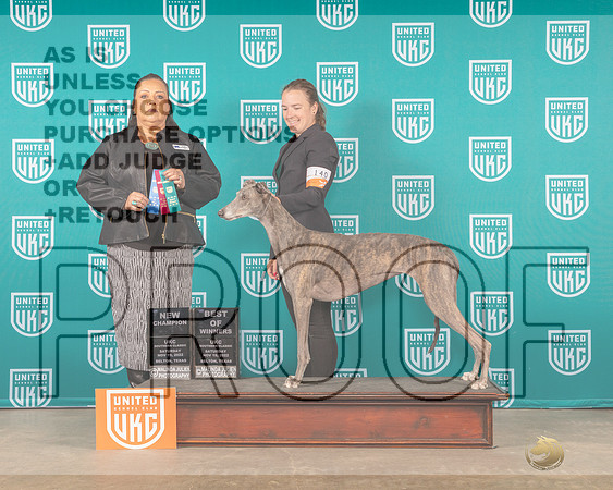 Grehound #140 Sat BOWCH Judge Michelle Blackowl-_MJ_3451e_UKCBelton2022-HR3