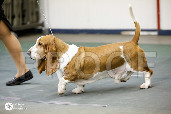 basset-0531-DntnMar14-HR3