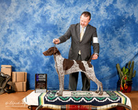 German Shorthaired Pointer #16 Sun WB Maj + J Kitteridge