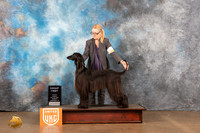 Afghan Hound #221 Fri2 G1 Judge Michelle Blackowl