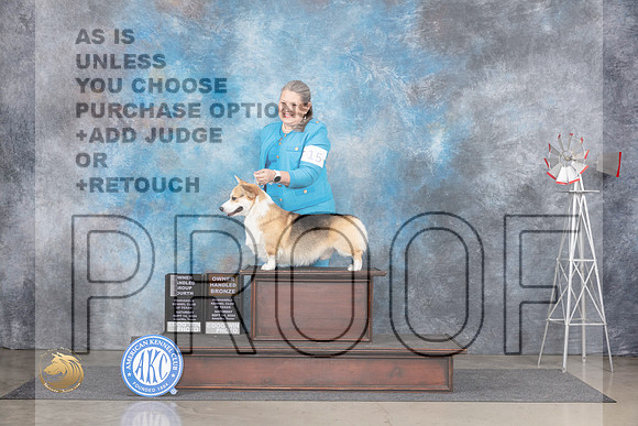 Pembroke Welsh Corgi #15 Sat OHG4OHB Judge Gary Andersen__JP_6213_Amarillo_2024_HR3