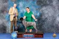 German Shorthaired Pointer #51 Wed RWD Judge Jon Cole