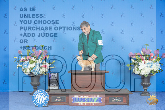 Chihuahua Long Coat #12 FRI WB M Judge Nancy Liebes__JP_9752_Houston_2024_HR3