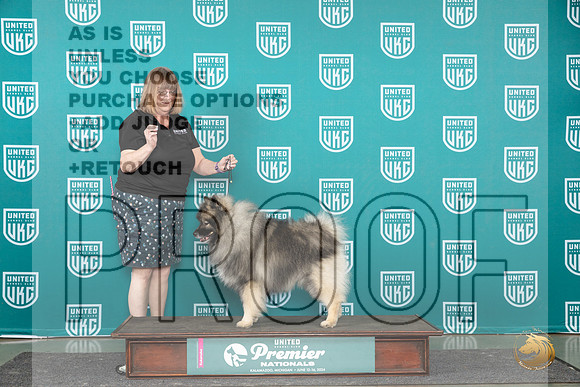 Keeshond Miles__JP_2833_Premier_2024_HR3
