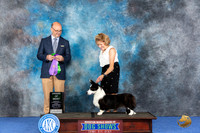 Cardigan Welsh Corgi #30 WED WB AOM Judge Jamie Hubbard