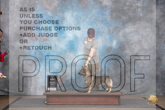 Swedish Vallhund #623 Fri BIS No Judge__JP_2408_LongviewTX_2024_HR3