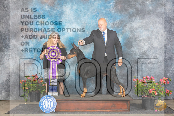 Doberman PInscher #19 Sat BISS Judge Bridget Brownn__JP_5084_San Antonio_2024_HR3