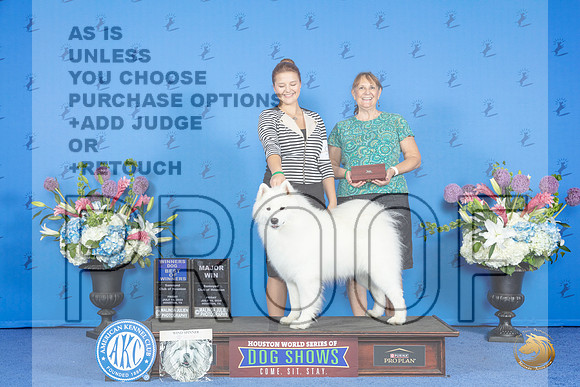 Samoyed #9 FRI WD BOW M Judge Nancy Liebes__JP_9321_Houston_2024_HR3