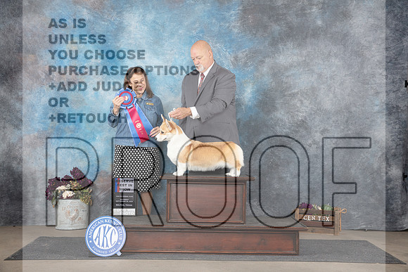 Pembroke Welsh Corgi #6 RBIS Judge Joan Liebes__JP_7517_Belton_2024_HR3