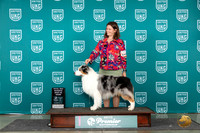 Australian Shepherd #649 Sat TDRBIS Judge Lori Sargent