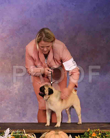 Pug-2170-LR