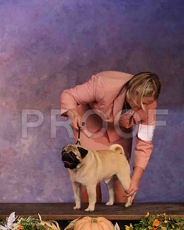Pug-2174-LR