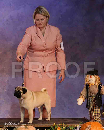 Pug-2188-LR