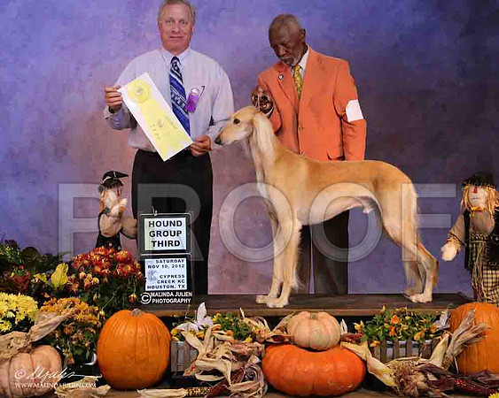 Saluki-2011-LR