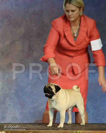 Pug-4009-LR