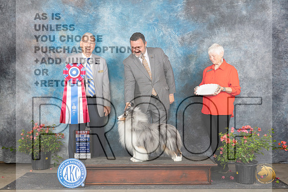 Shetland Sheepdog #5 Sun BIS Judge Paul Willhauck__JP_6434_San Antonio_2024_HR3