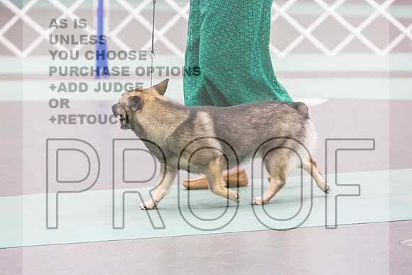 Swedish Vallhund Sat Rings_JJL_9467_UKCLNGVIEWOCT2024_2024_HR3