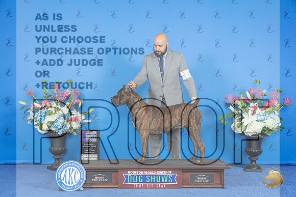 Cane Corso #23 SUN WD NC Judge Nancy Liebes__JP_0019_Houston_2024_HR3