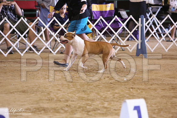 AmStaff-7206-LR