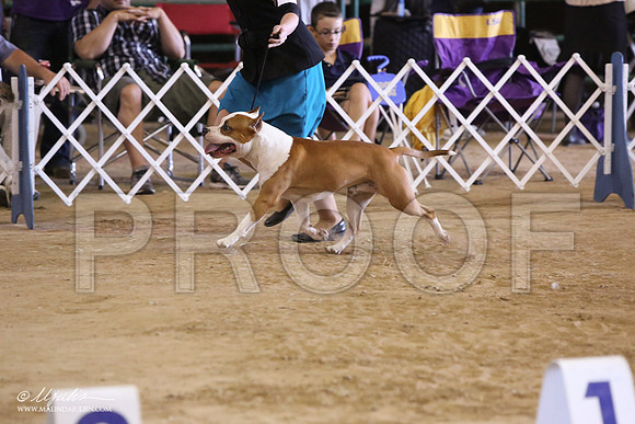 AmStaff-7207-LR