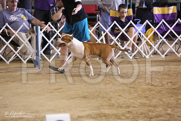 AmStaff-7208-LR