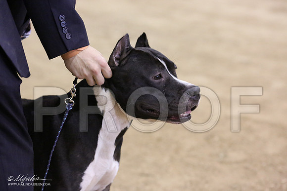 BmatchTerrier-8955-LR