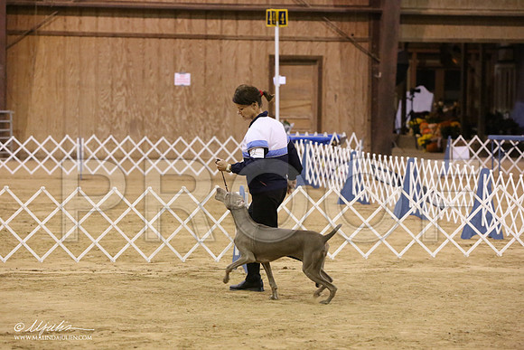 BmatchPuppyBestInShow-9470-LR