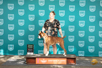 Boxer #109 Sun BOB G3 Judge Sharron Griffon