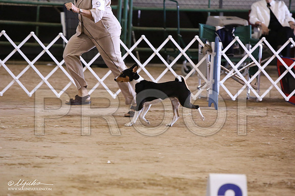 Basenji-6625-LR