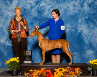 Pharaoh Hound #5 Sat NG BOB Carella Kathryn Brittany Taylor Del Duca