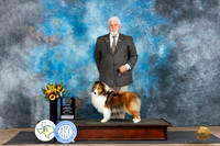 Shetland Sheepdog #16 Fri OHBIS Judge Sharol Candace Way