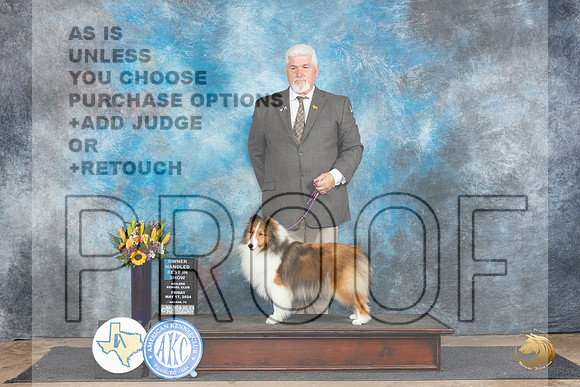 Shetland Sheepdog #16 Fri OHBIS Judge Sharol Candace Way__JP_9725_Abilene_2024_HR3