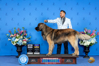 Leonberger #7 FRI BOB NC Judge Ronald Freeman