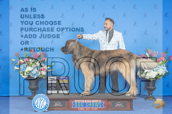 Leonberger #7 FRI BOB NC Judge Ronald Freeman__JP_9402_Houston_2024_HR3