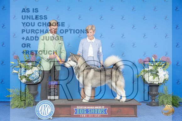 Alaskan Malamute #6 THUR BOB BOBOH Judge Douglas Johnson__JP_8282_Houston_2024_HR3