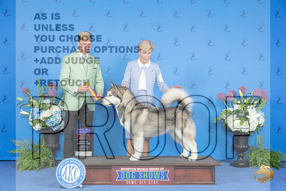 Alaskan Malamute #6 THUR BOB BOBOH Judge Douglas Johnson__JP_8281_Houston_2024_HR3
