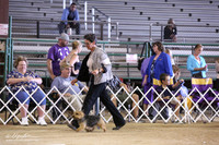 Norwich Terrier Ring Sat LR Houston Nov 2012
