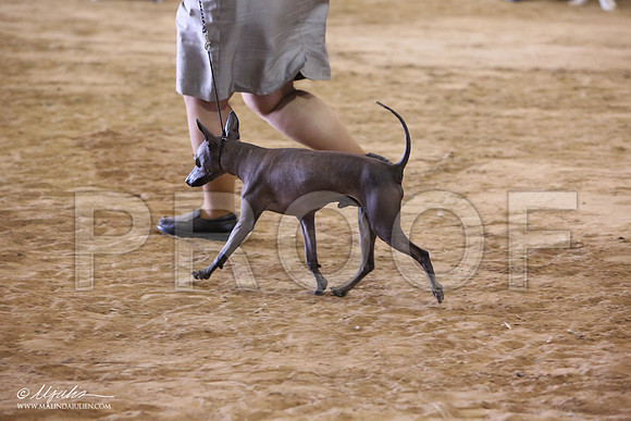 Xolo-6486-LR