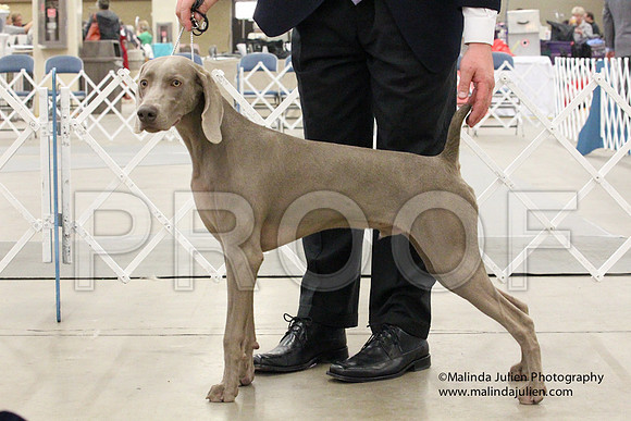 Weim-1437