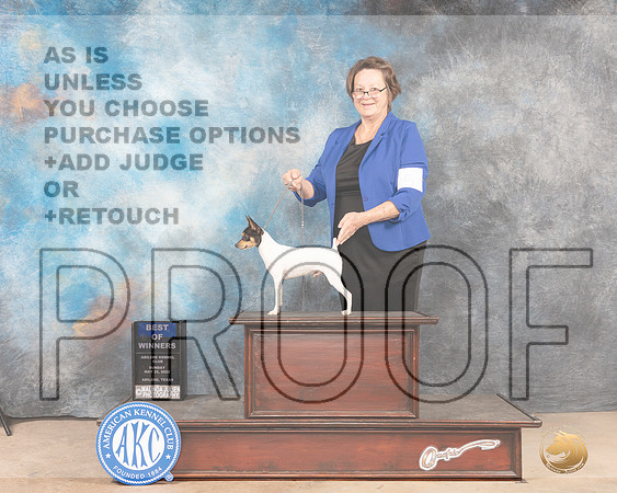 Toy Fox Terrier #5 Sun BOW Judge Gloria Kerr-MMJ_4515-Abilene2022-HR3