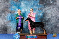 Doberman #12 WED WBM Judge Alisa Brotherhood