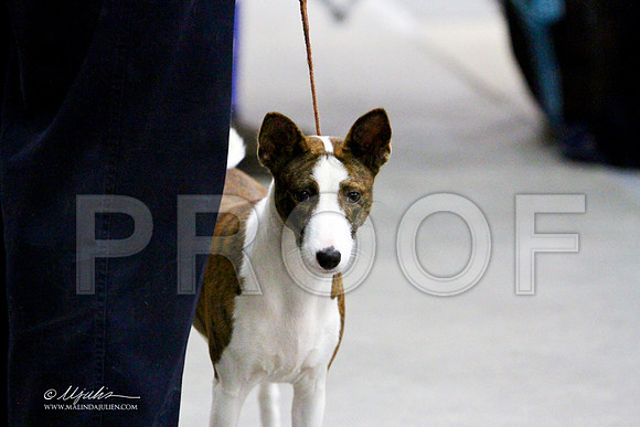 Basenji-3188LR