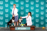 American Pit Bull Terriers #244