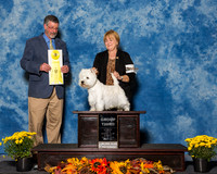 West Highland White Terriers #5 Sun G3 Davis Darlene Cox Judge Dr Thomas Lee Hossfeld