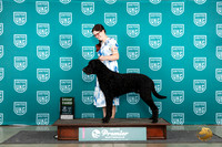 Curly Coated Retriever #362 Fri G3 Judge Tracy Karsjens