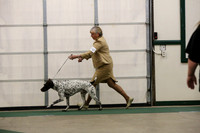 German Shorthaired Pointer Ring Sat S1 LR Norman Nov 2012
