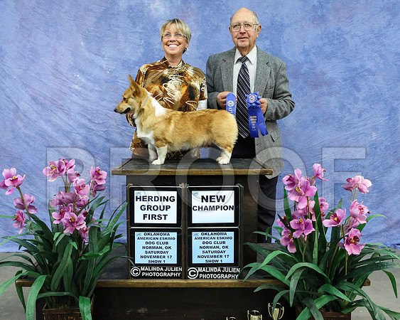 CorgPW-4282